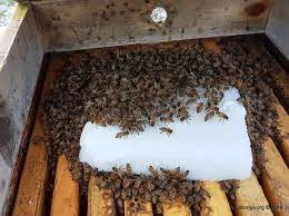 CONVOCATORIA AZUCAR ABEJAS5