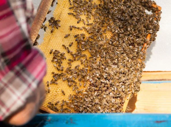 CONVOCATORIA AZUCAR ABEJAS3