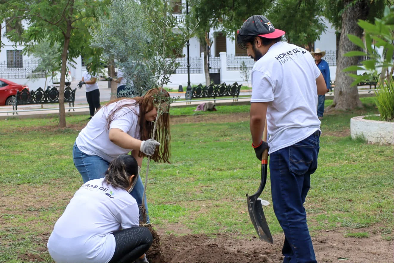 CIMA PLANTAN ARBOLES1