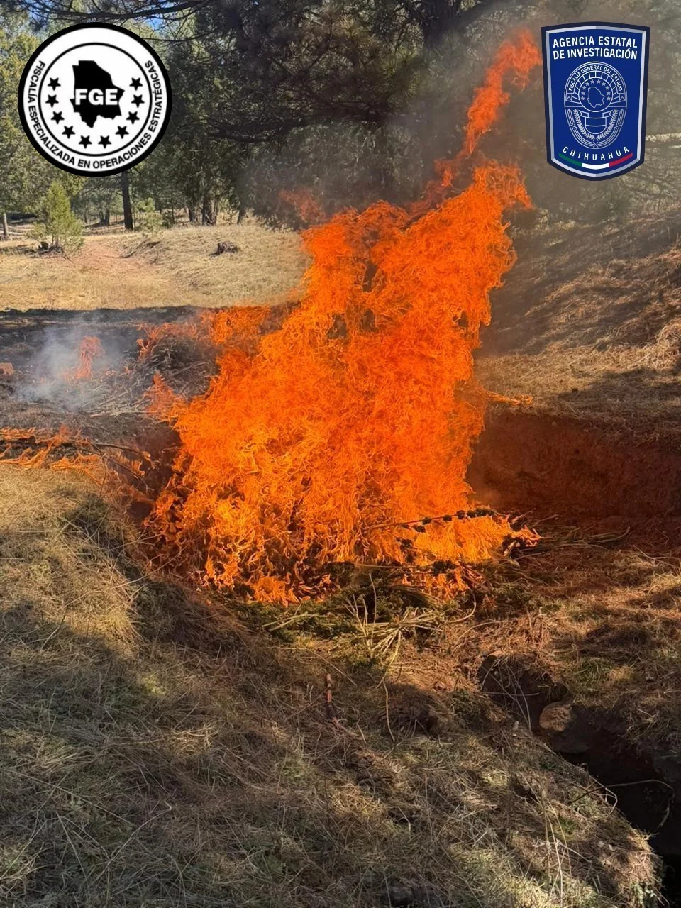 ASEGURAN MARIGUANA GUERRERO4