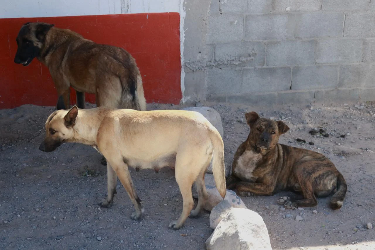 REFUERZAN FUMIGACION5