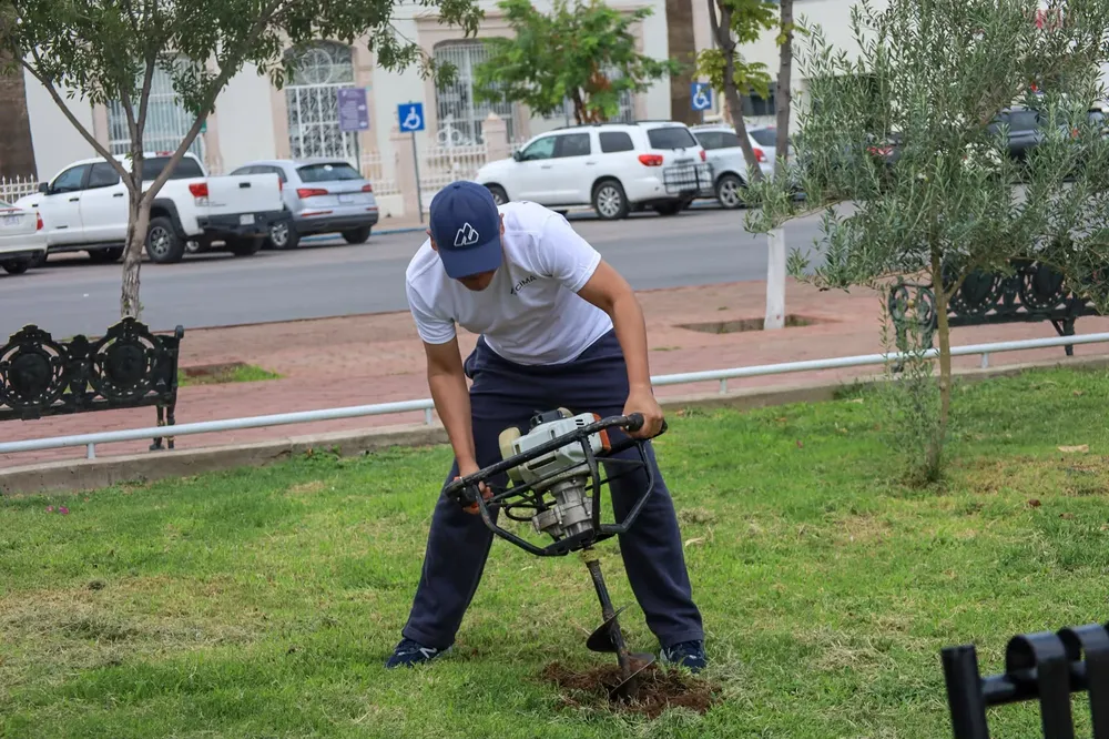 CIMA PLANTAN ARBOLES2