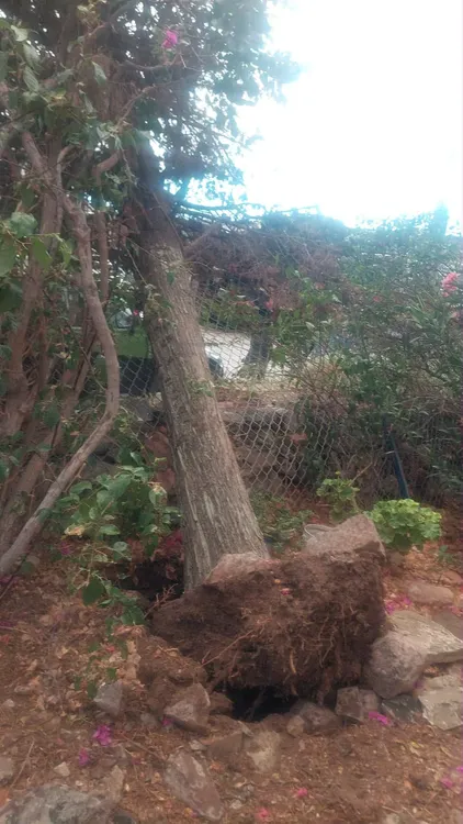 FUERTES VIENTOS ARBOLES3