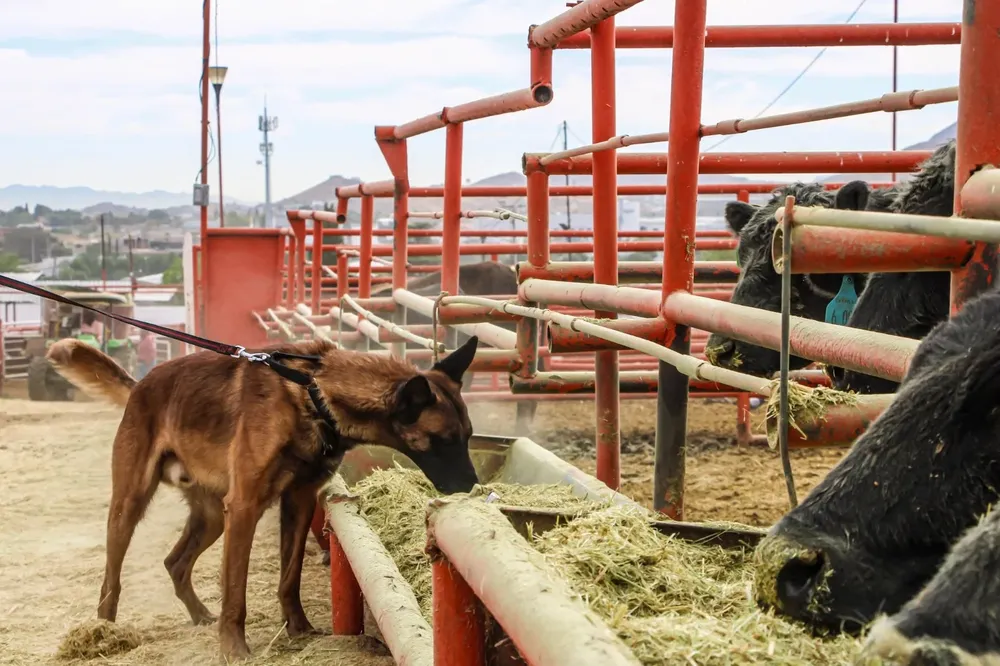 84dce631-8988-4ea9-b66e-a113be13163f
