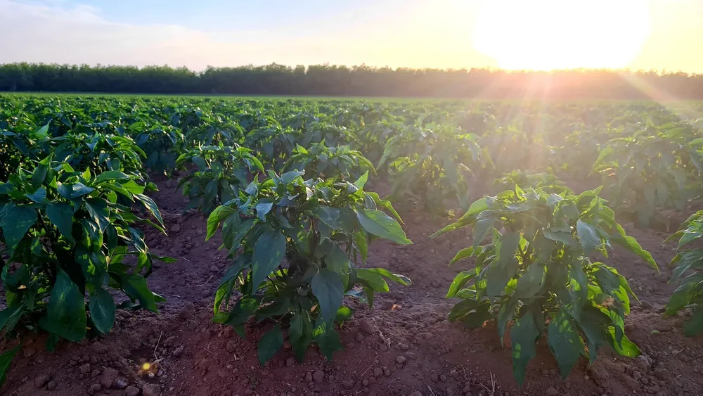 35bd8917-6dec-4a5a-80eb-2a4f92daa9a4