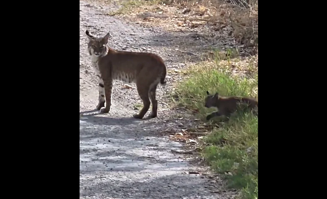 LINCE ROJO MEOQUI F