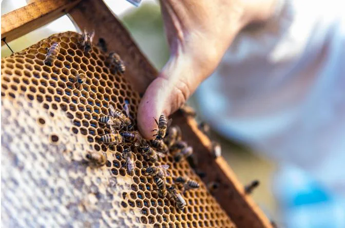 CONVOCATORIA AZUCAR ABEJAS2