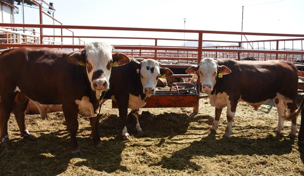 WhatsApp Image 2026-03-12 at 10.41.36 AM (1)