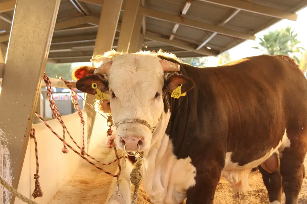 invierte genetica ganado5