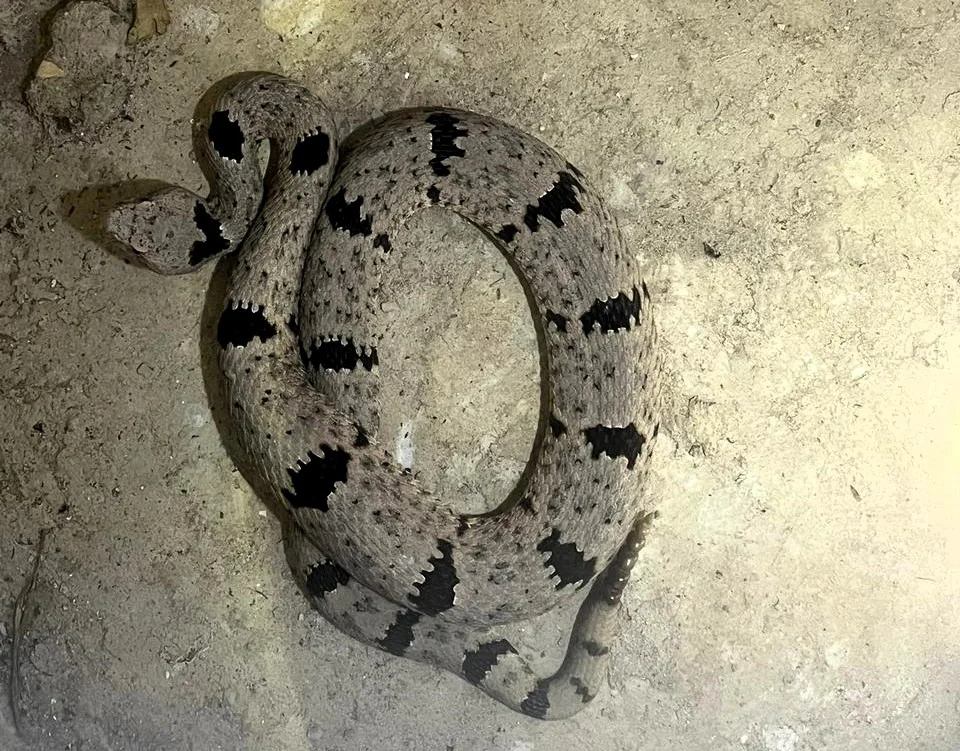 FAUNA SILVESTRE LLUVIAS1