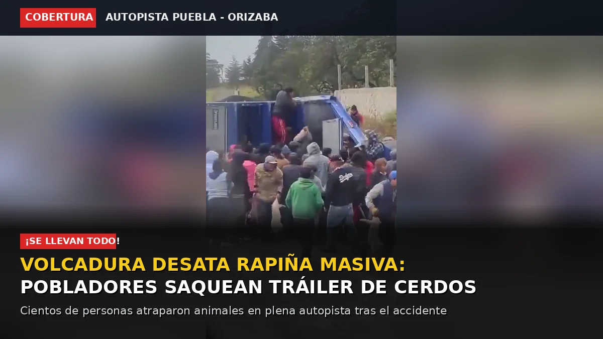 RAPIÑA CERDITOS TRAILER