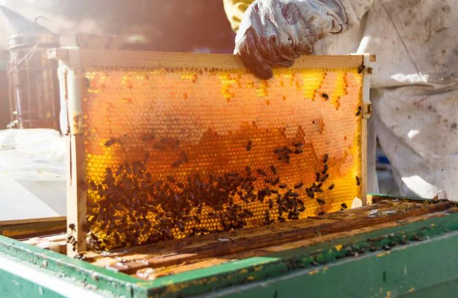 CONVOCATORIA AZUCAR ABEJAS1